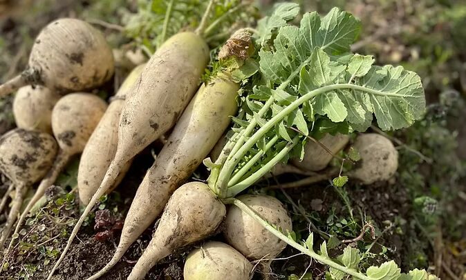 コトコトファームの無農薬野菜