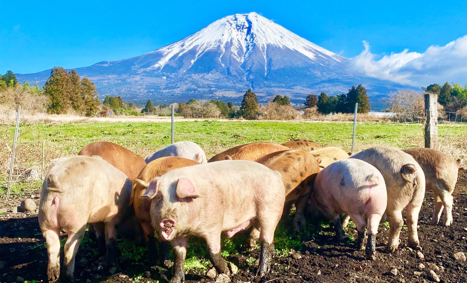 素材はこだわりの放牧豚と塩 無添加ハム